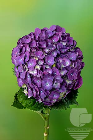 Hydrangeas - Purple Premium