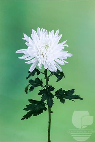 Cremones Everest White Xxx