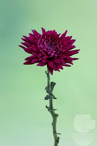 Cremones Bachata Purple Xxx