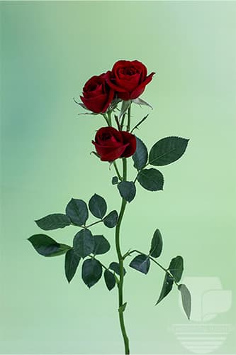SPRAY ROSE RUBICON RED 50C