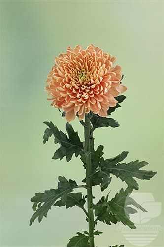 Cremones Rossano Cremon Orange Xxx