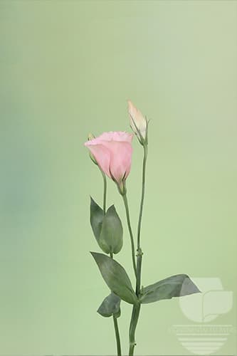 LISIANTHUS - PEACH 60C