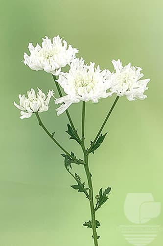 Pompoms Einstein White Novelty