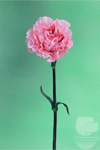 Carnations Ilusion Light Pink Fancy