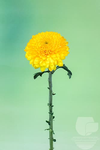 DISBUD PALADOV YELLOW XXX