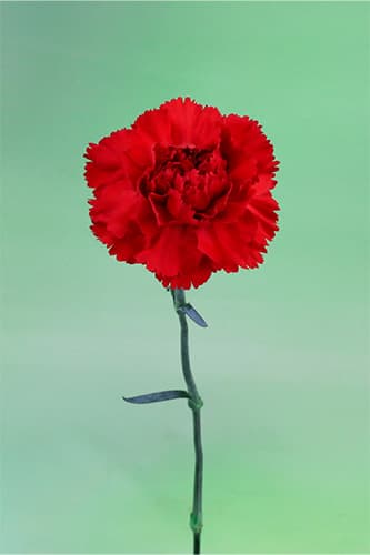 Carnations Virgilio Red Select