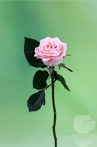 ROSES SHIMMER PEACH 60C