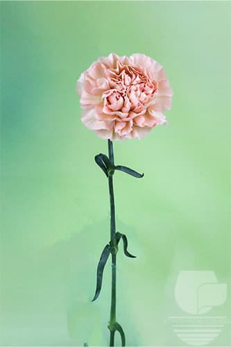 Carnations Lege Beige Fancy