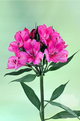 Alstroemerias Intenz Dark Pink Hot Pink Select