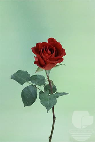 ROSES CAFE DEL MAR VINTAGE 50C