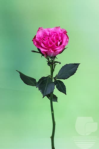 ROSES COUNTRY BLUES LAVENDER 60C