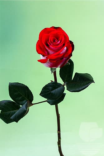 ROSES BLUEZ BICOLOR 50C