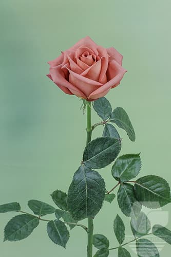 ROSES BARISTA VINTAGE 50C