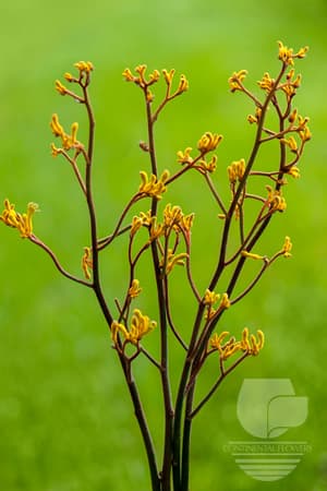 Kangaroo Paw - Yellow Select