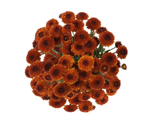 Pompon Button Draco Select