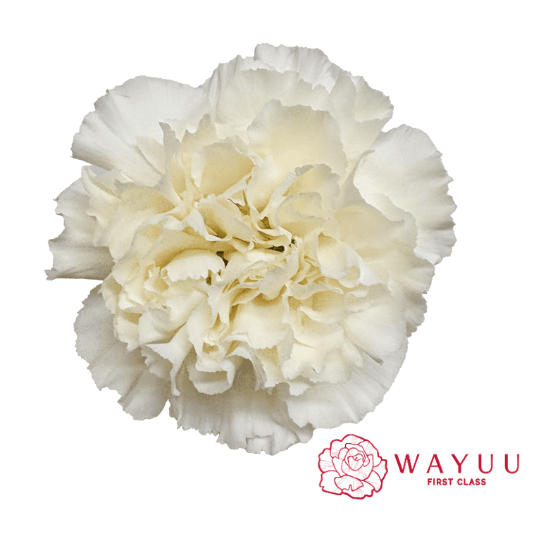 Carnation Wayuu Rodas Cream Select
