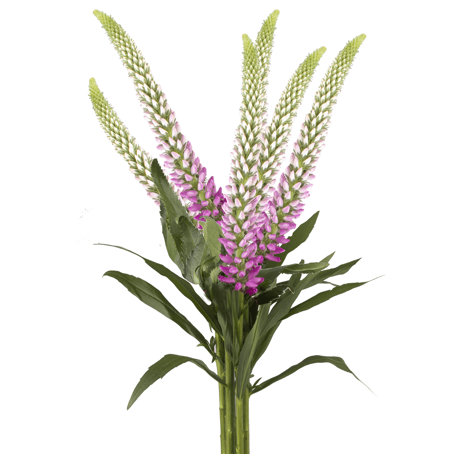 Veronica Skyler Pink Pink Select