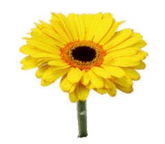 Gerbera Black Jack Yellow Select
