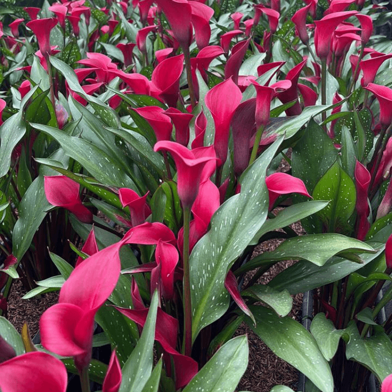 Minicallas Tokyo Red 45 - 50 Cm