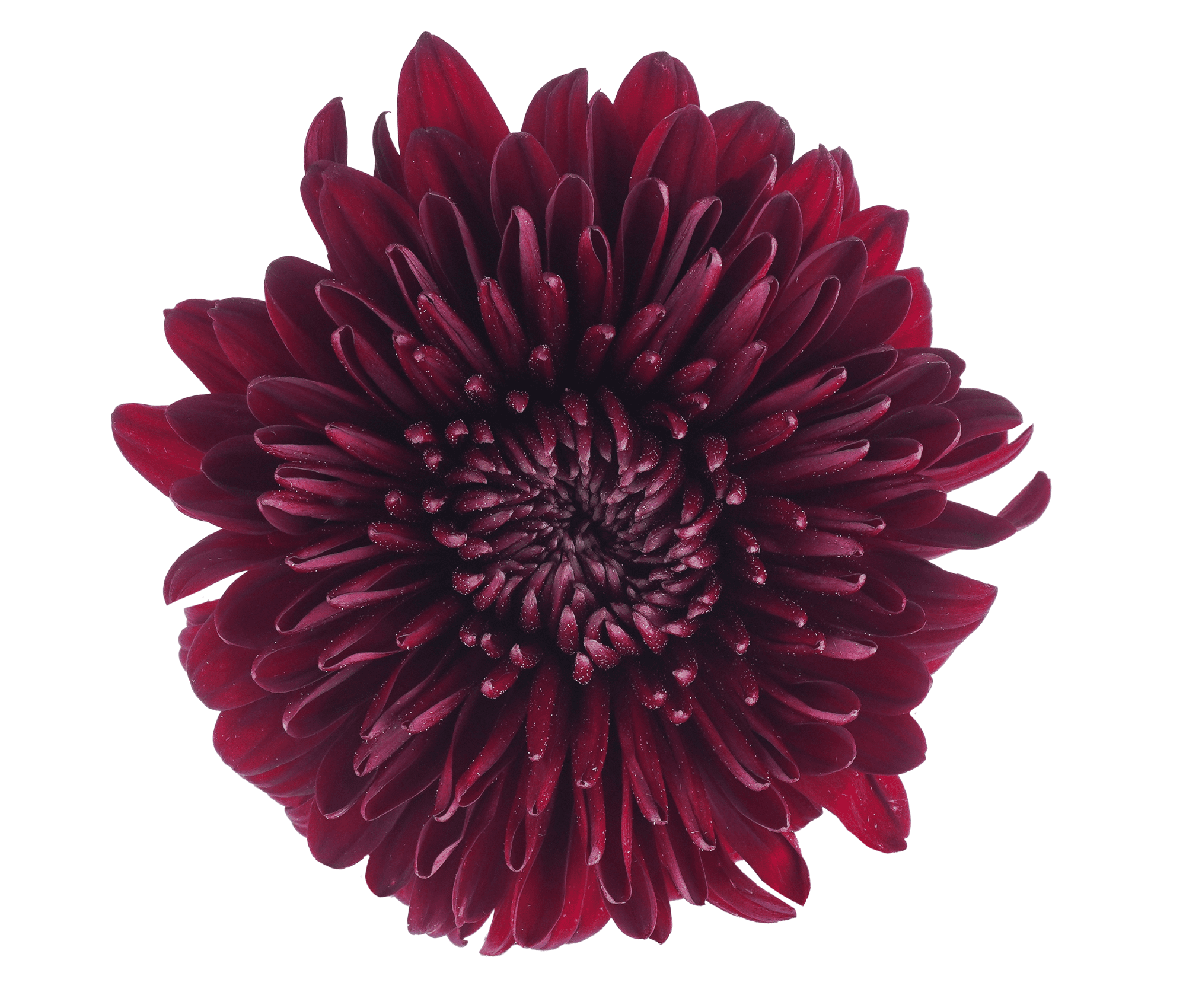 Bombon Vanya Red Select
