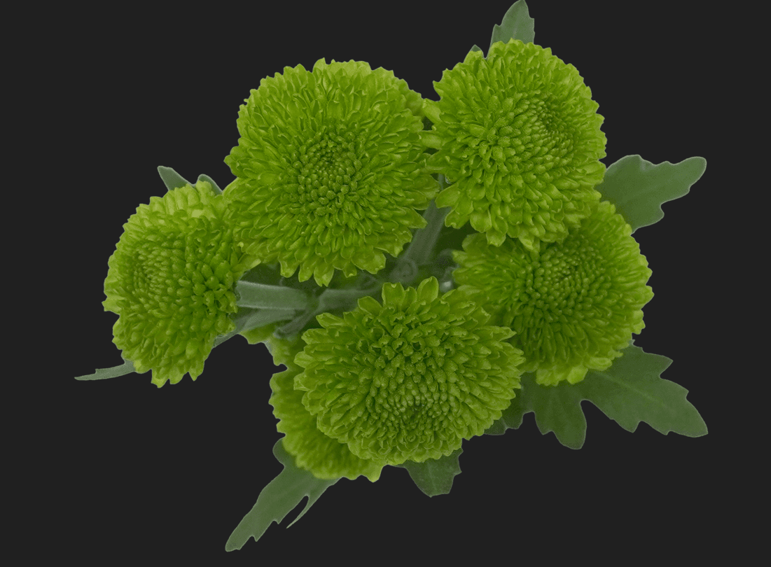 Pompon Button Betis Green Select
