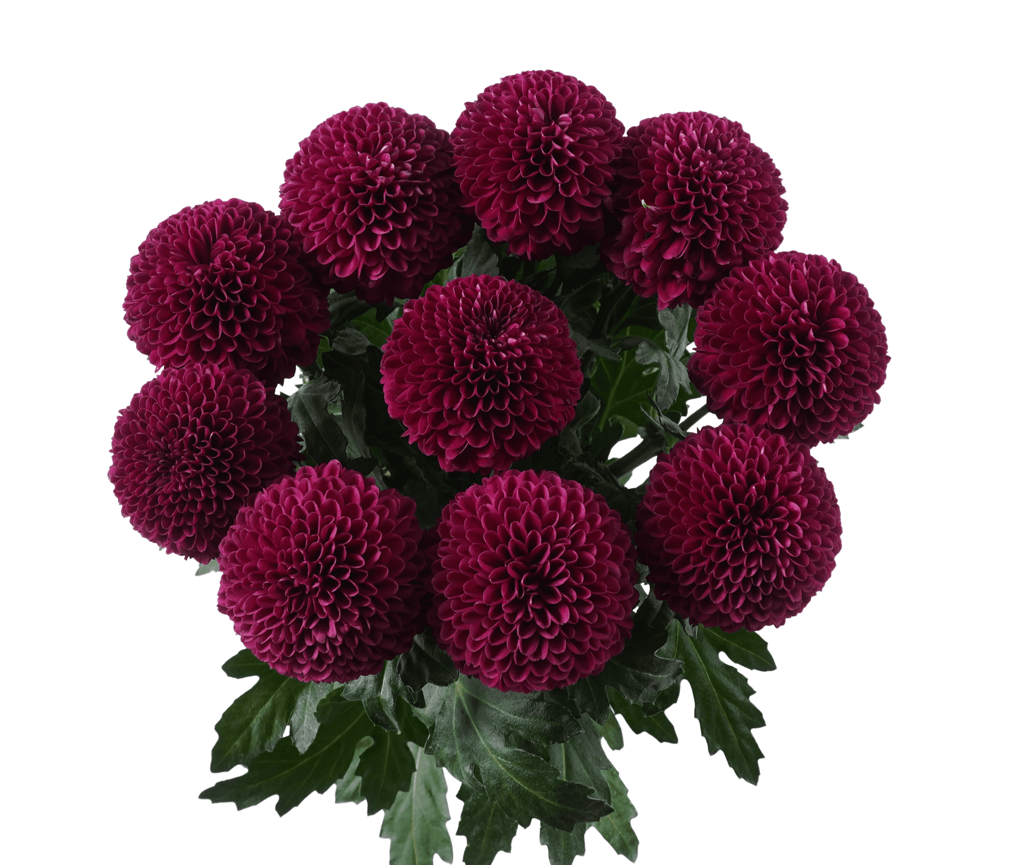 Pompon Button Artigas Purple Select