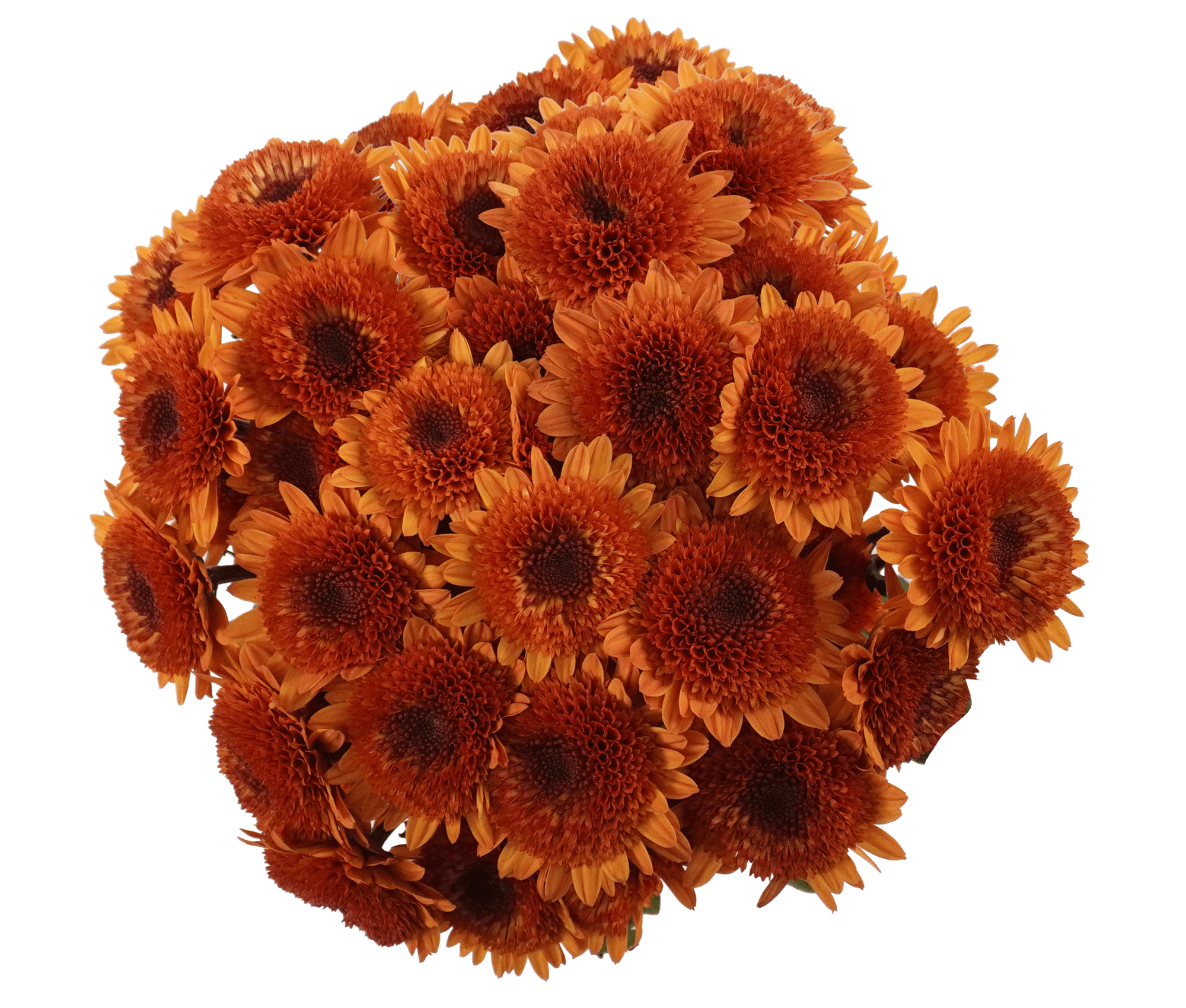 Pompon Novelty Coruña Bronze Select