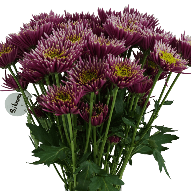 Pompon Novelty Silvana Bicolor Purple - Lavender Select