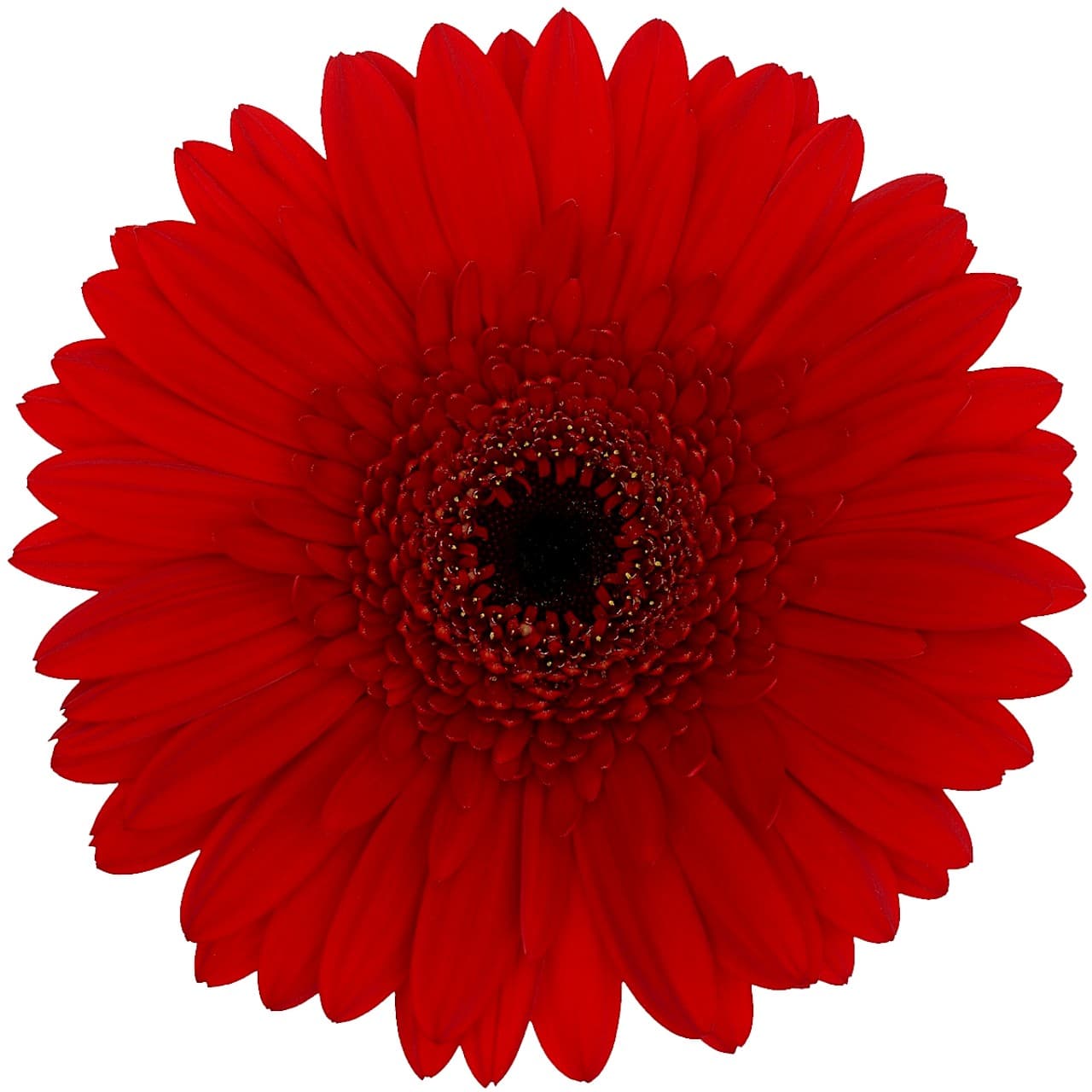 Gerbera Terra Kalina Red Select