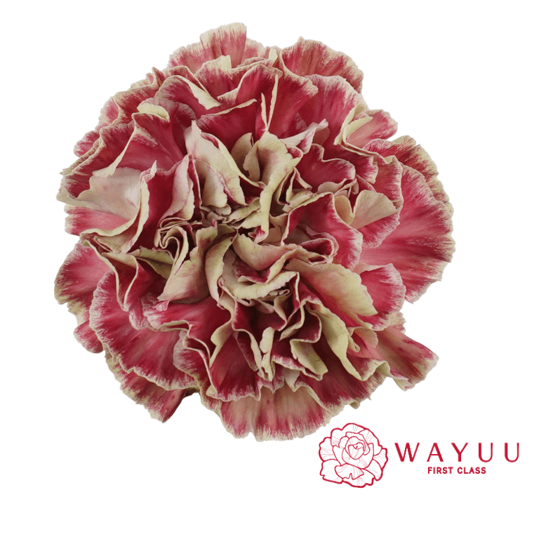 Carnation Wayuu Wine Cover Antique Pink Select