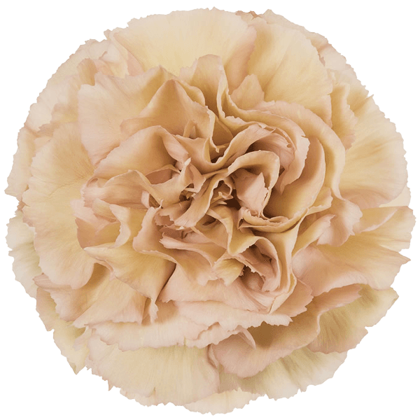 Carnation Elite Legue Marrone Antique Peach Fancy