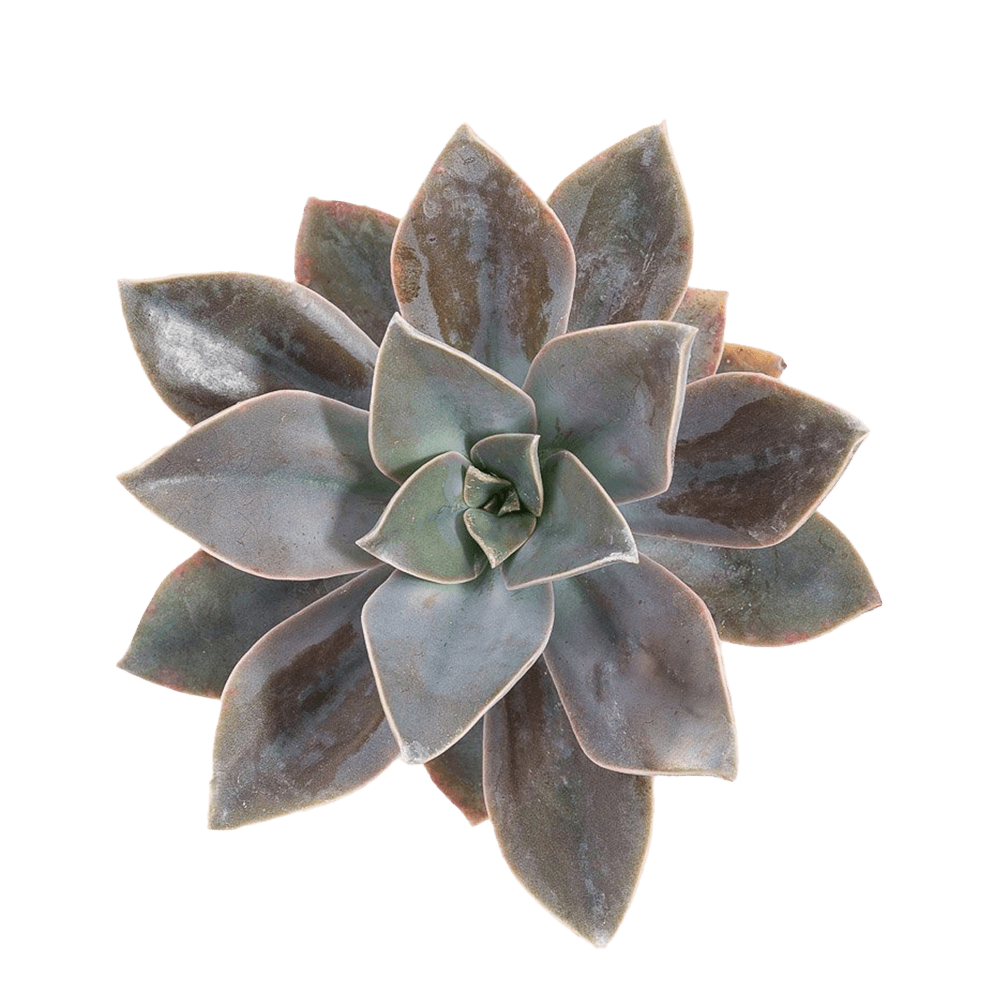 Succulents Fred Ives Green 3 - 5 Cm