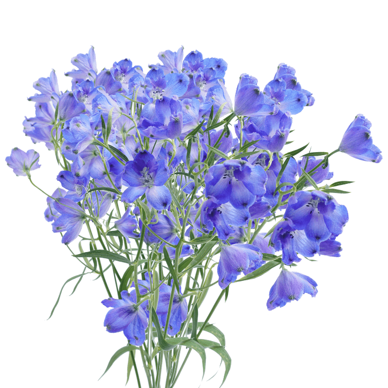 Delphinium Endless Devotion Blue Select