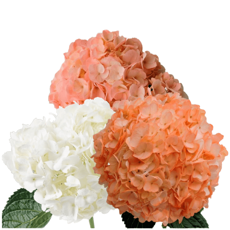 Hydrangea Hold Me Close Assorted Tinted Select