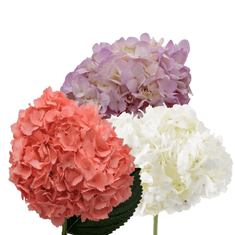Hydrangea Infinite Us Assorted Tinted Select