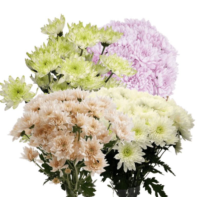Pompon Cdn Radiant Heats Assorted Select