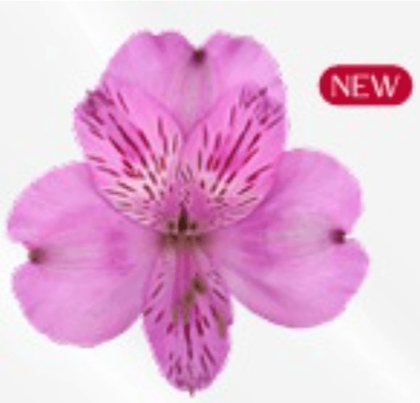 Alstroemeria Florentina Lavander Select