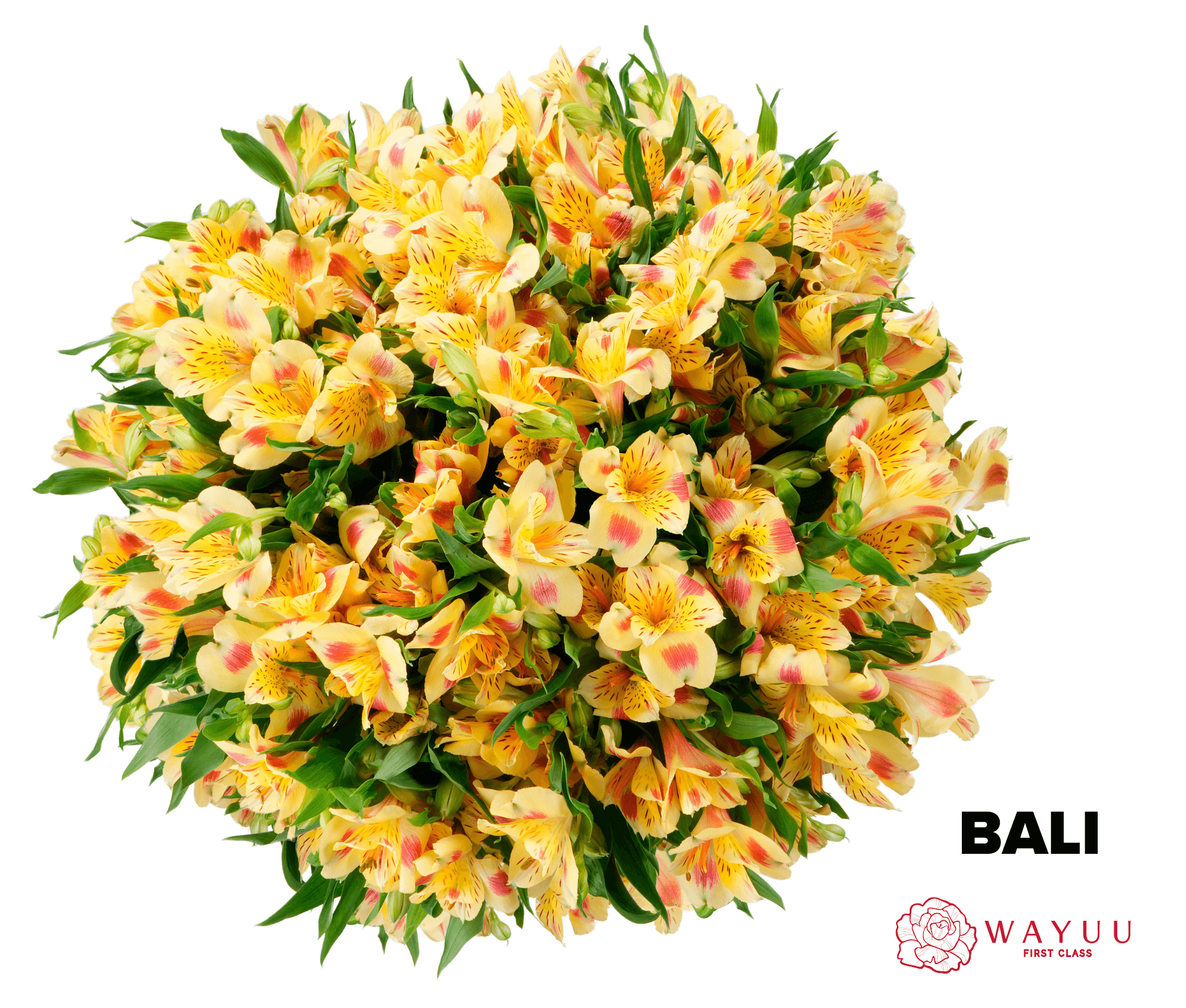 Alstroemeria Wayuu Bali Bicolor Yellow - Red Select