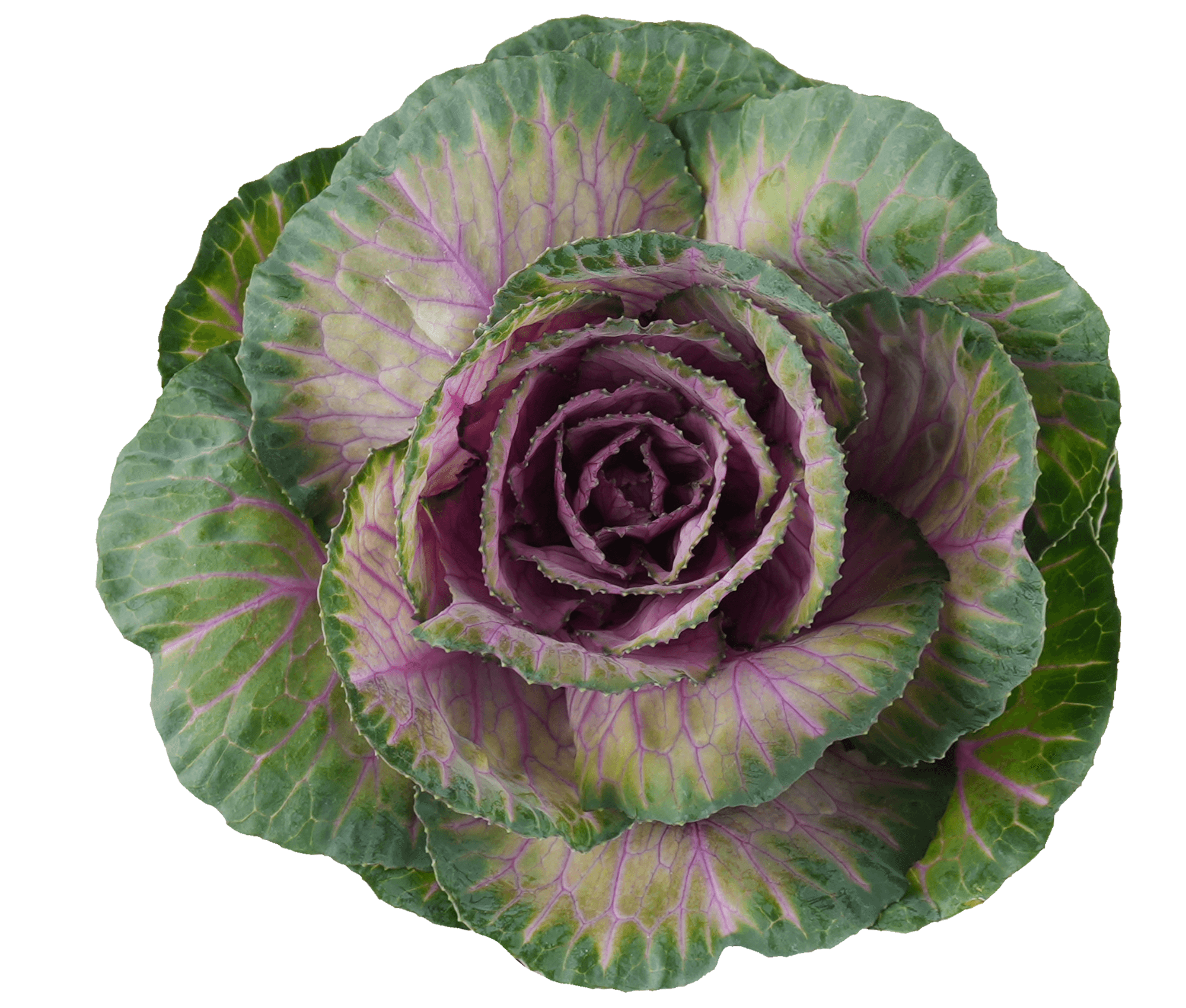 Brassicas Crane Early Red Purple 50cm