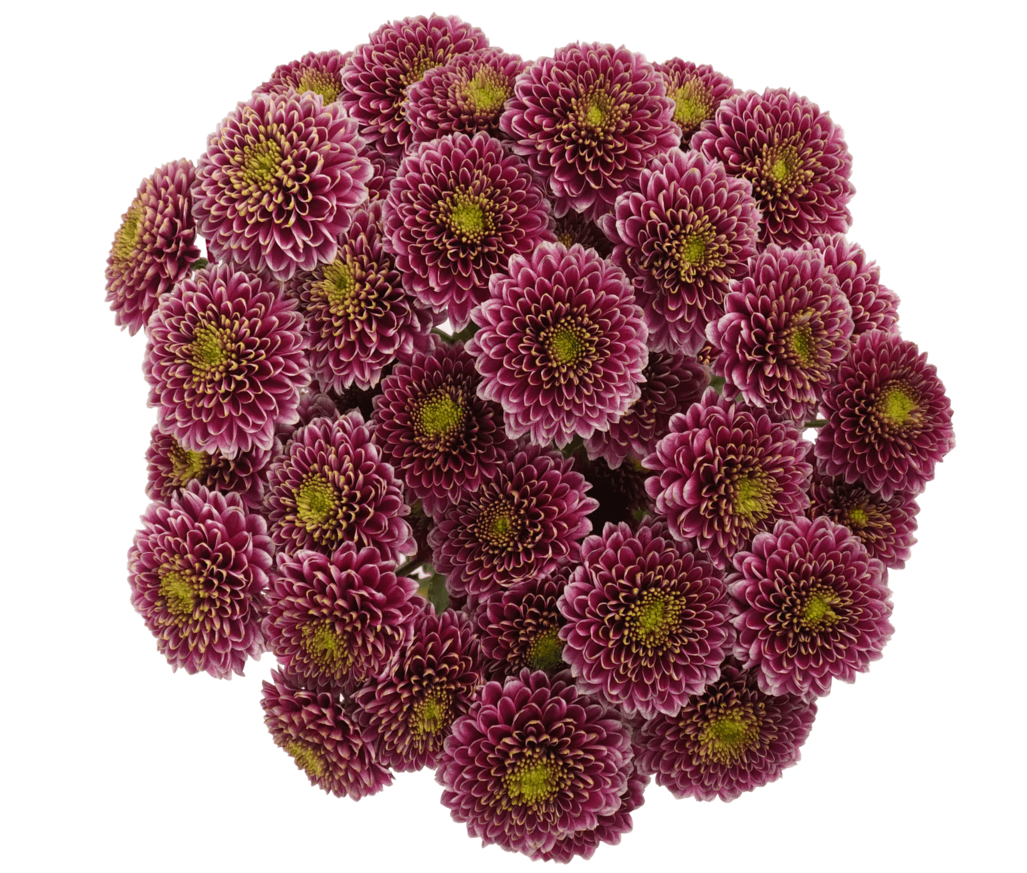 Pompon Button Okada Bicolor Purple - White Select