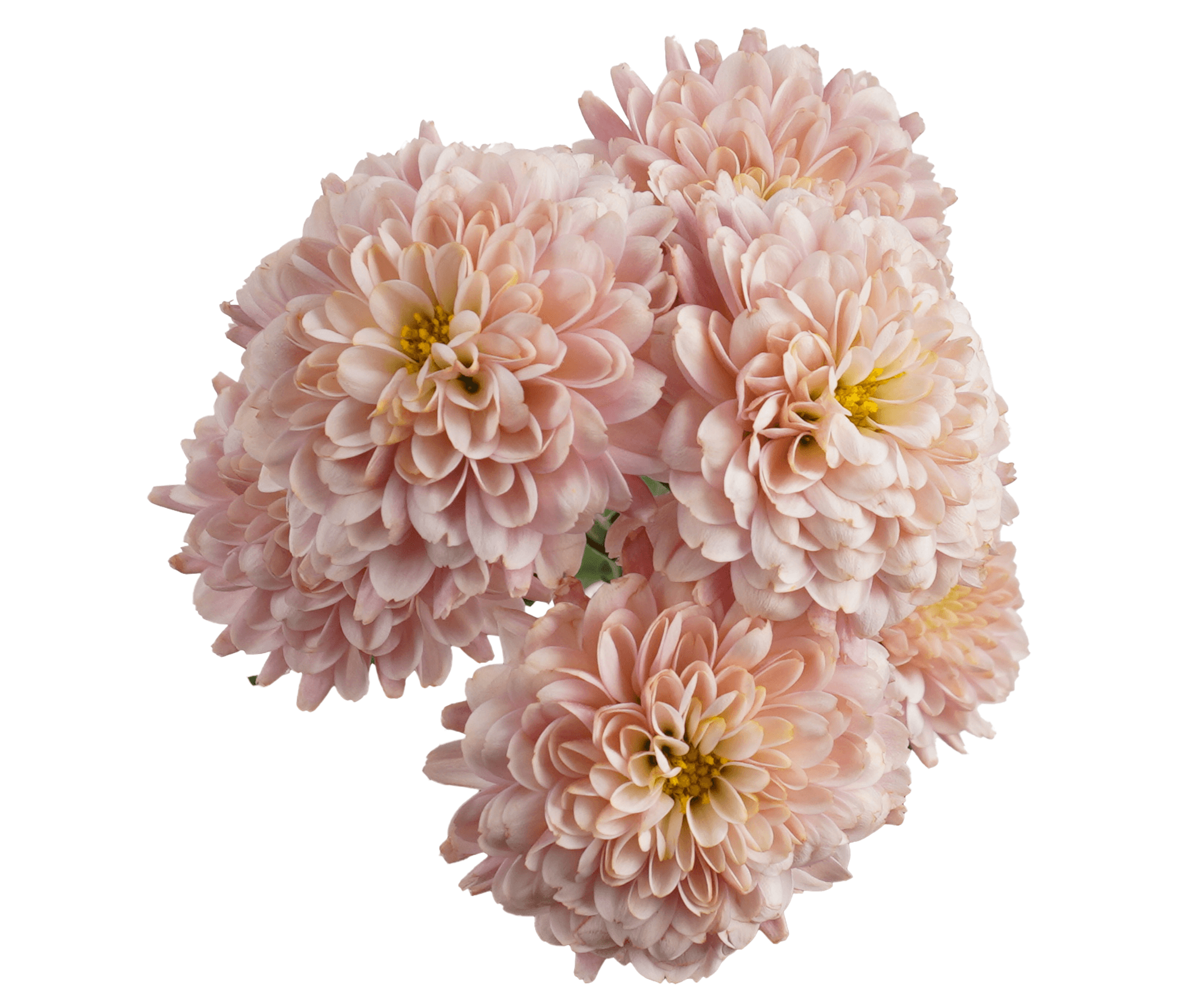 Pompon Button Sasaki Cream Select