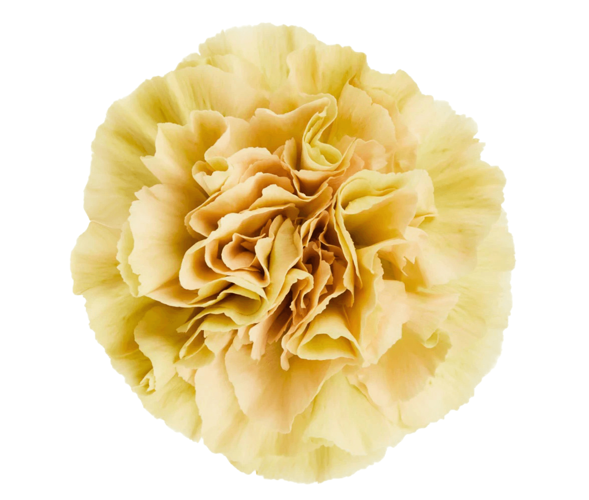 Carnation Elite Ambar Antique Fancy