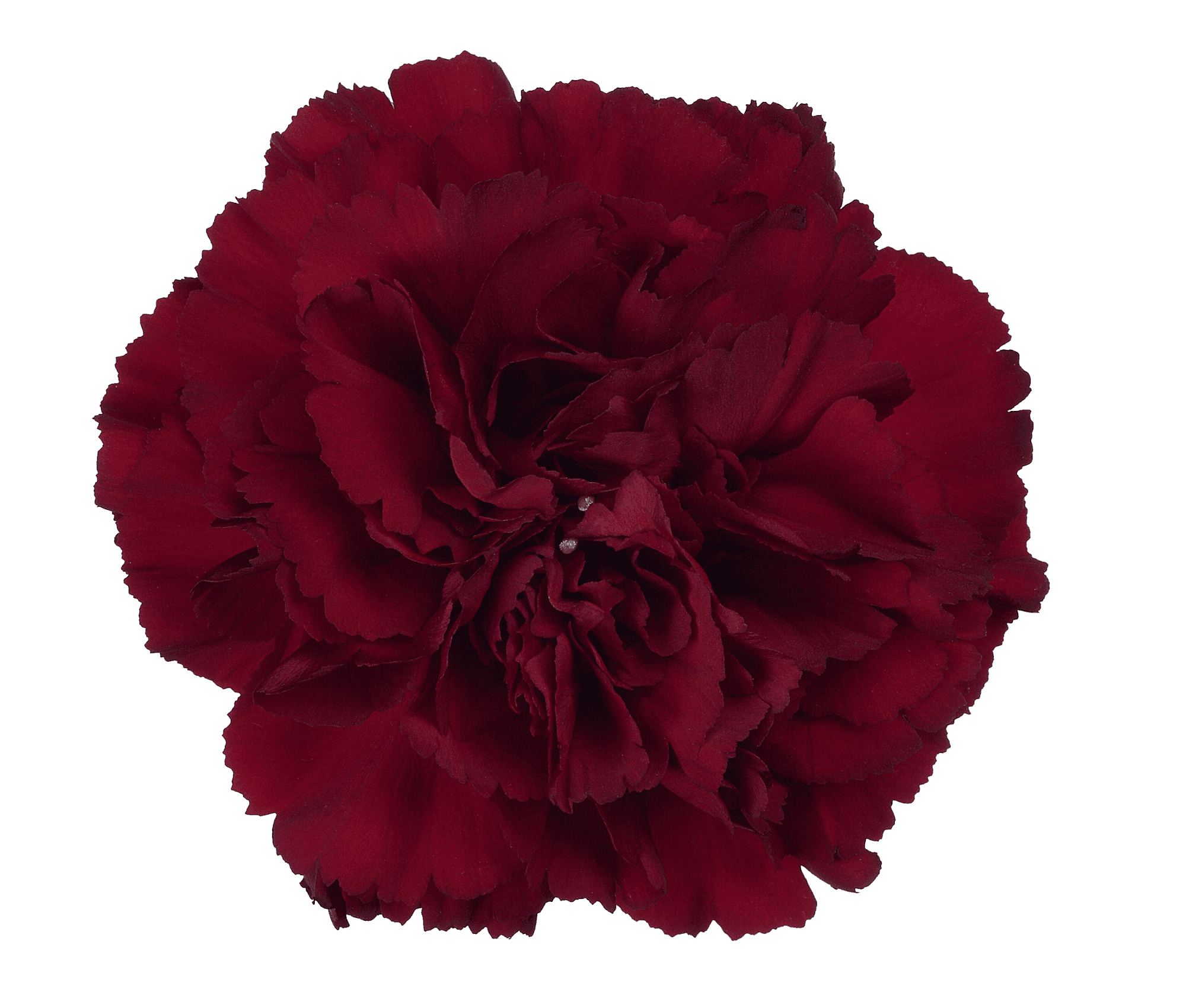 Carnation Elite Zurigo Burgundy Fancy