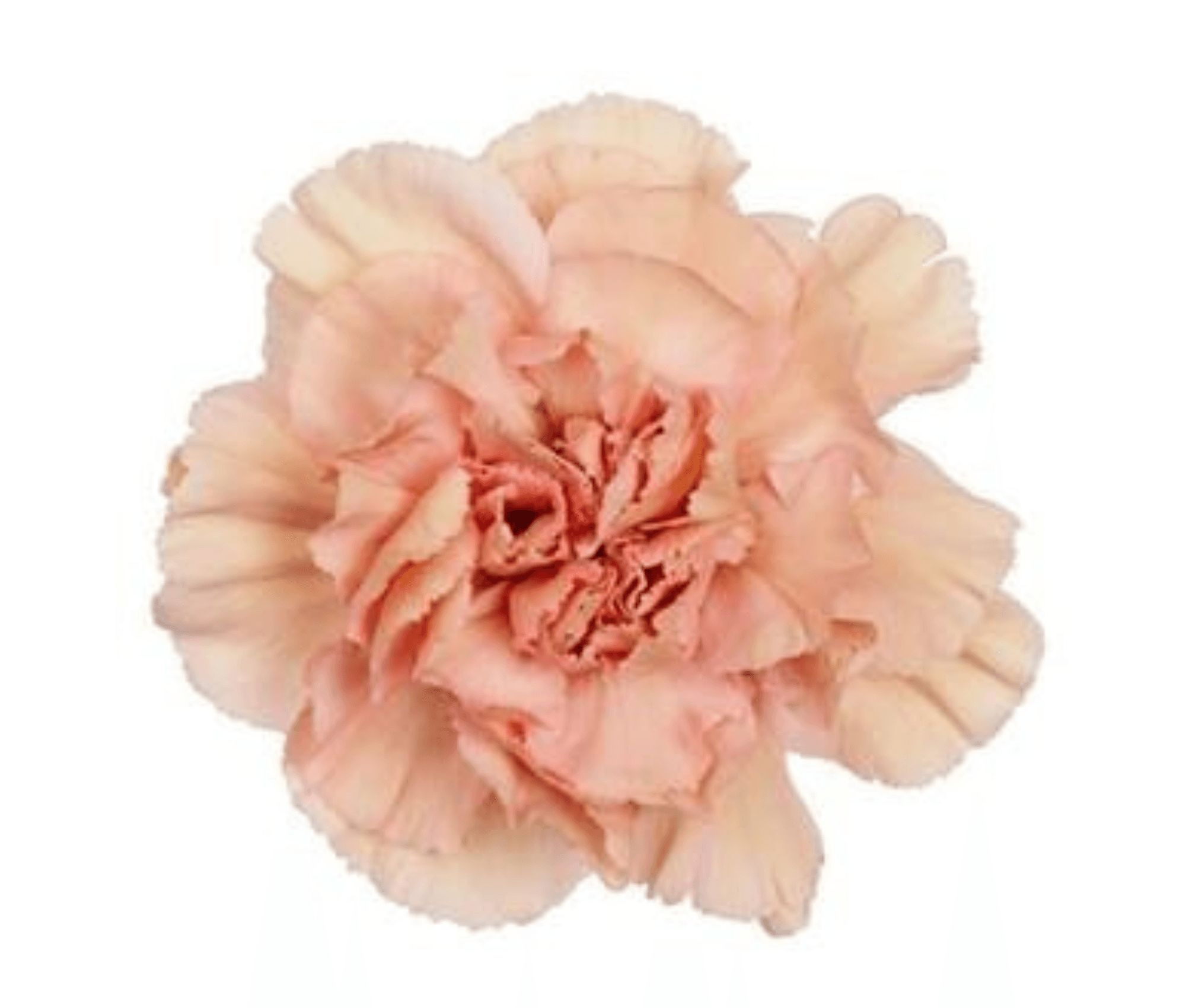 Carnation Wayuu Honey Antique Peach Select