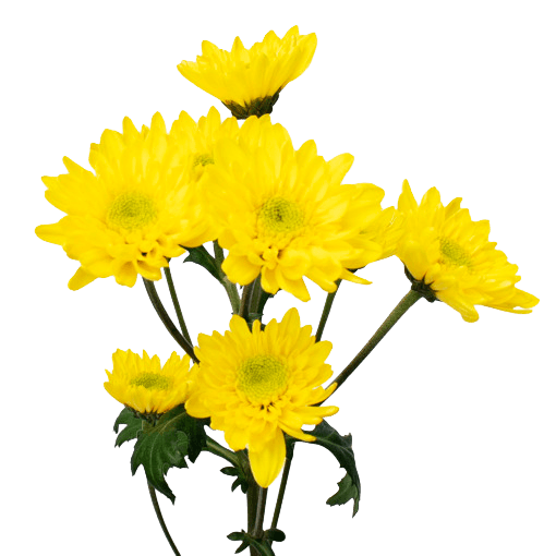 Pompon Novelty Solaris Yellow Select