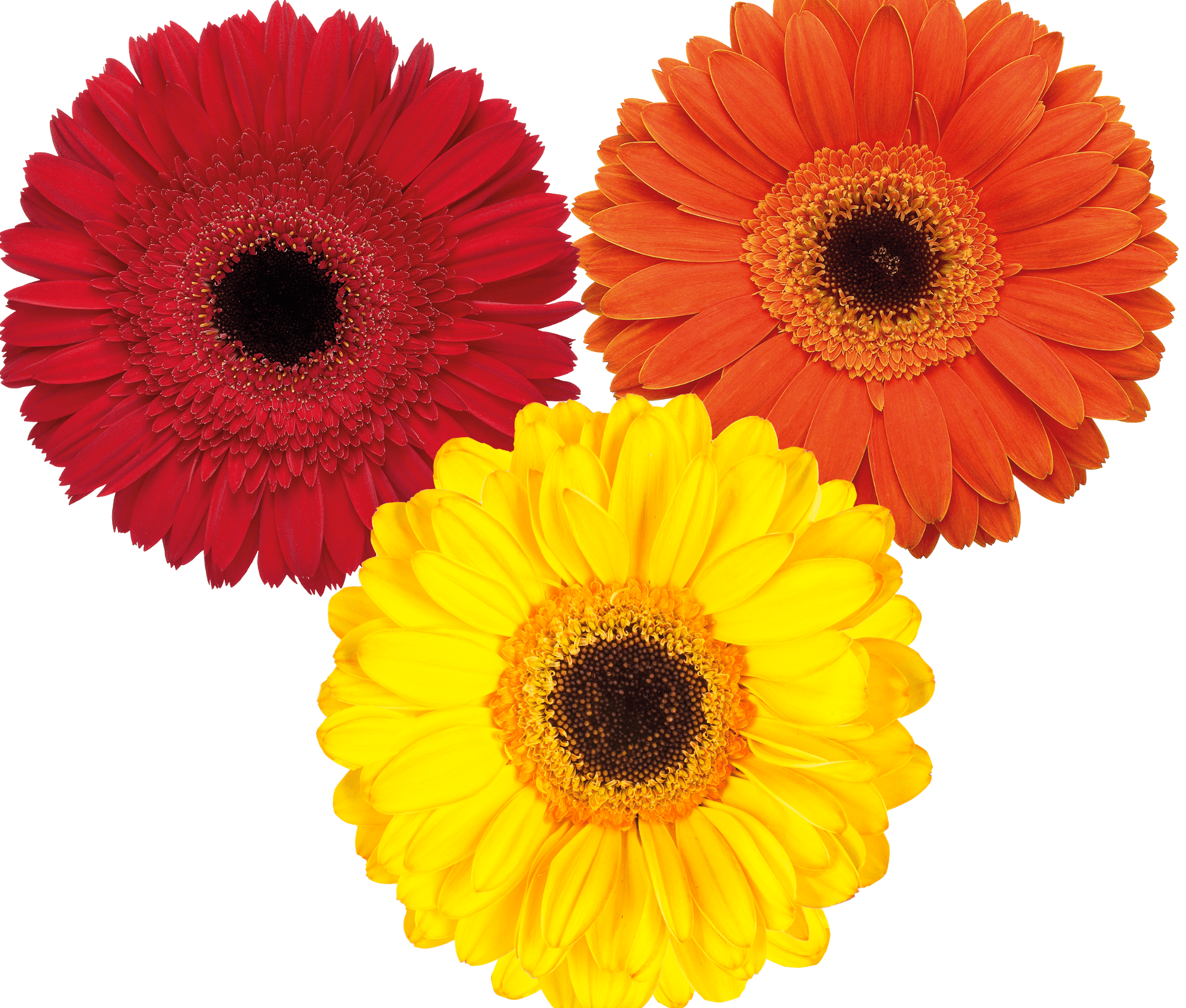 Gerbera Fall Pack Assorted Select