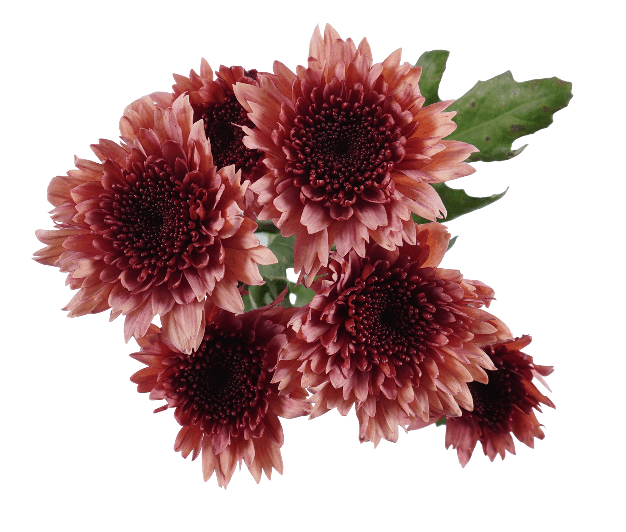 Pompon Cushion Raspberry Brulee Antique Pink Select