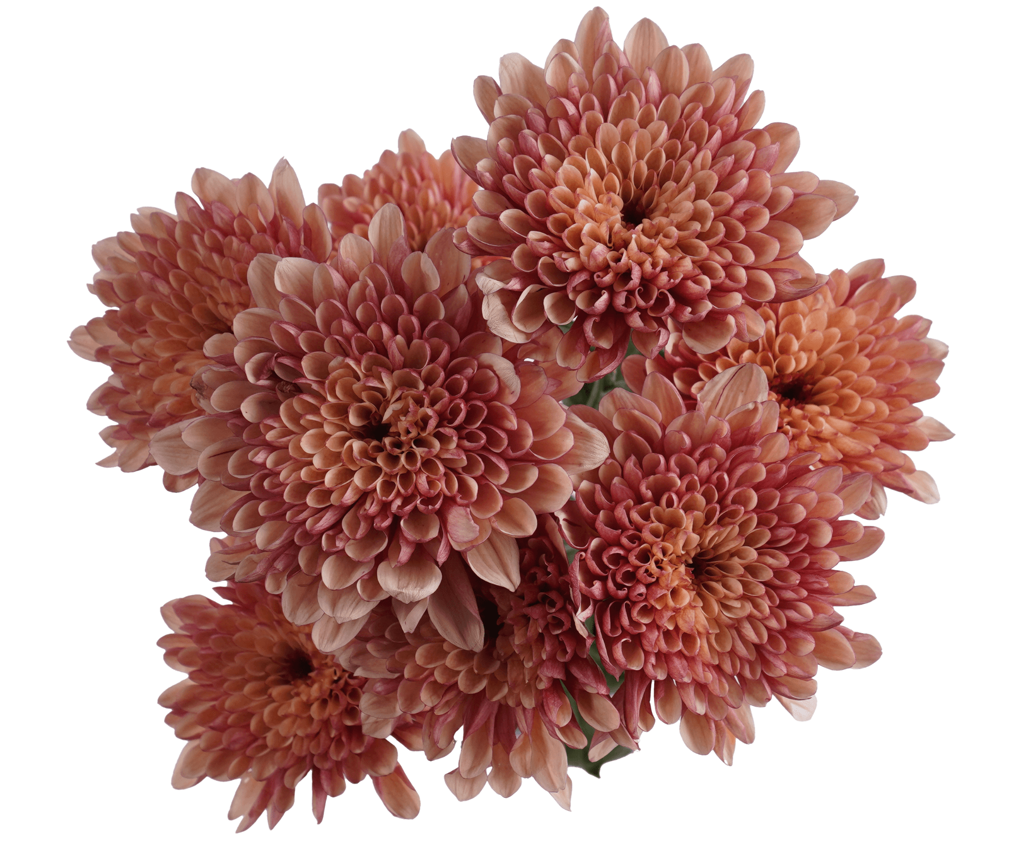 Pompon Cushion Apricot Lovato Bicolor Peach - Bronze Select