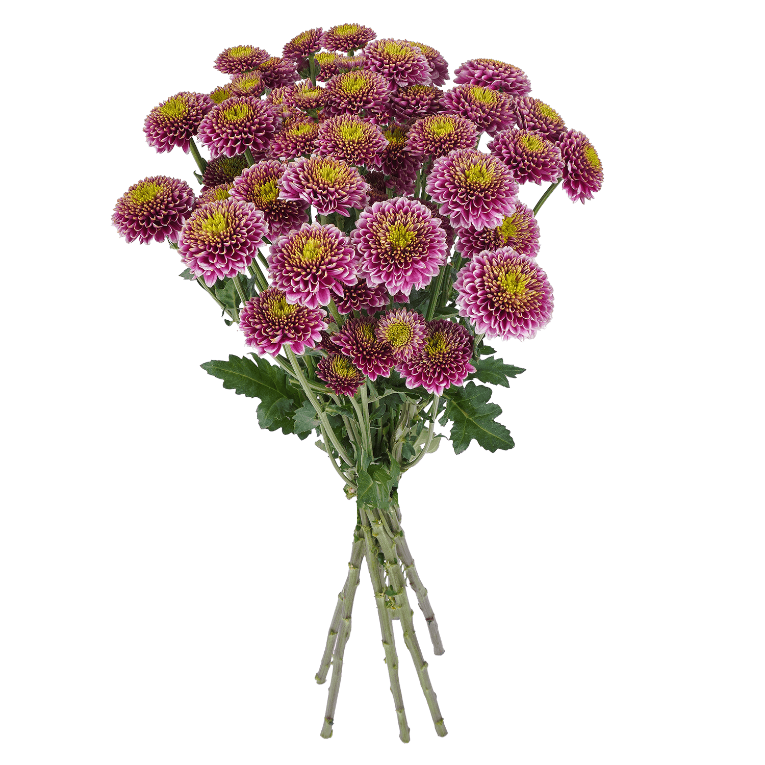 Pompon Button Botanika Artigas Purple Select