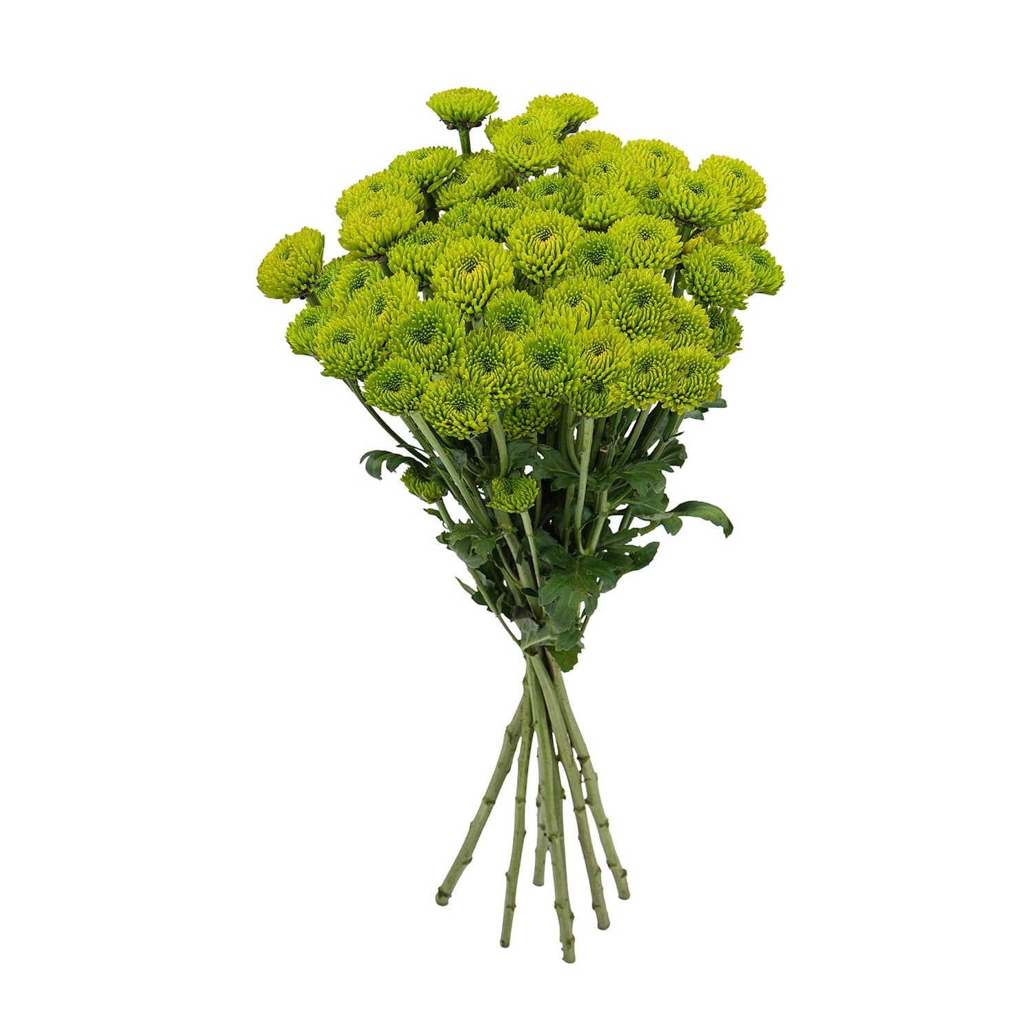 Pompon Button Botanika Betis Green Select